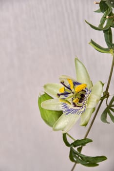 Escape with a flower and a bud of passionflower, a plant with carved leaves on a light background.