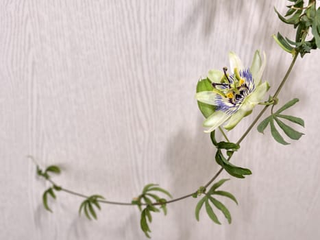 Escape with a flower and a bud of passionflower, a plant with carved leaves on a light background.