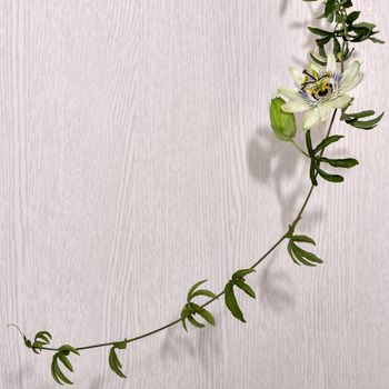 Escape with a flower and a bud of passionflower, a plant with carved leaves on a light background.