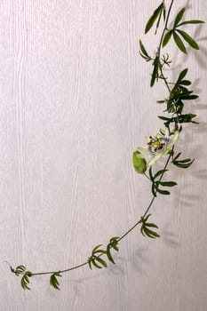 Escape with a flower and a bud of passionflower, a plant with carved leaves on a light background.