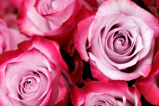 Pink rose flowers background with copy space for text