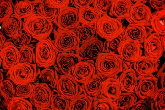 A lot of red roses background, Valentines day gift concept
