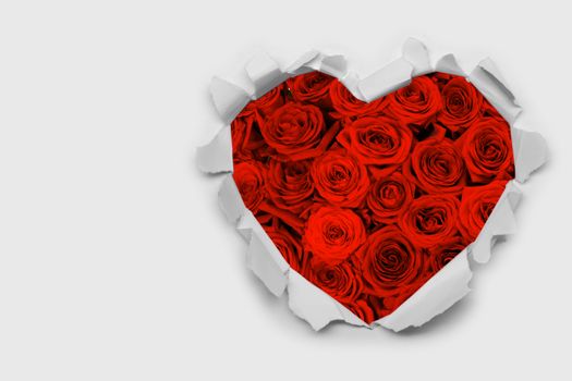 Torn white paper heart over red roses background with copy space for text, Valentine's day love concept