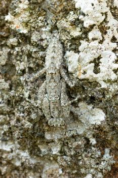 Praying Mantis on the rock in tropical forest. Mantis disguise or camouflage as a stone. Closeup and copy space.