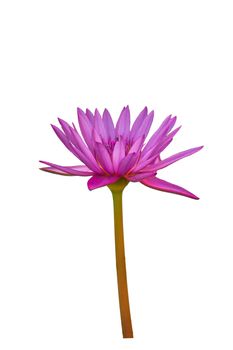 A Side view purple lotus isolated on white background.