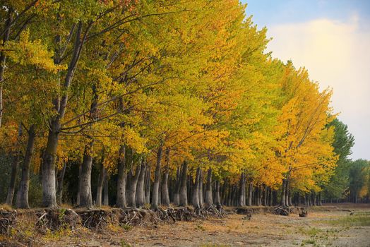 October autumn golden forest