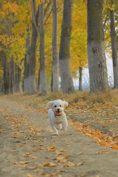 Maltese dog running in autumn forest