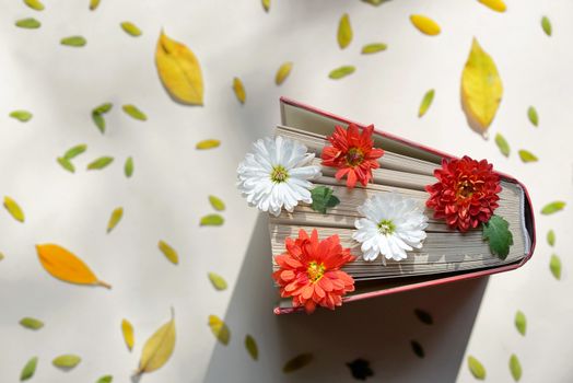 Autumn still lifewith open book and chrysanthemum flowers