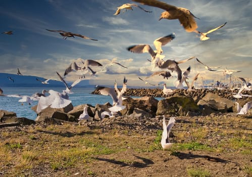 A large flock of seagulls hovering around a rocky coast