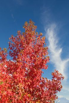 A red maple tree in the autumn against the blue sky