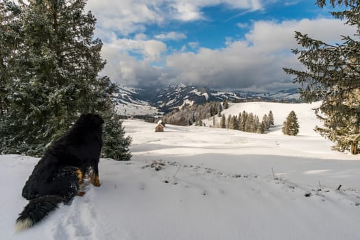 Wonderful winter hike from Restaurant Eggli over the Forstseeli and Diepoldsauer sponge to the Fähnerenspitz in the Appenzeller Land in Switzerland