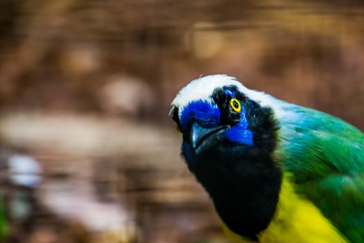 funny inca jay face in closeup, tropical bird specie from america