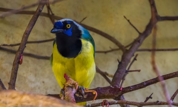 closeup of a inca jay with its prey in a tree, colorful tropical bird specie from America