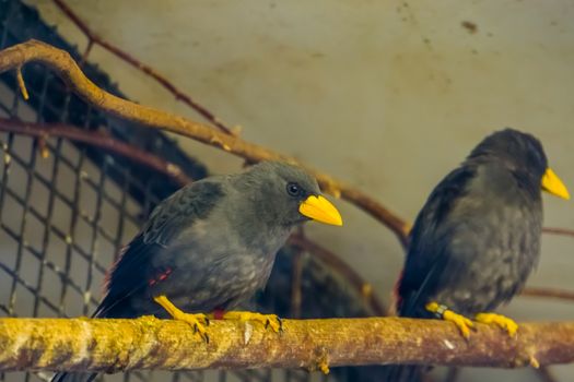 closeup of a grossbeak starling sitting on a tree branch in the aviary, tropical birds from Sulawesi, Indonesia, Asia