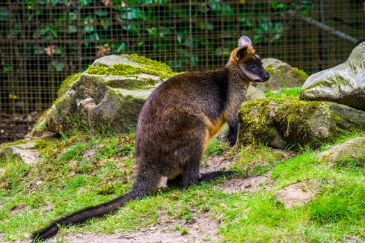 swamp wallaby in closeup, tropical marsupial specie from Australia, popular zoo animal
