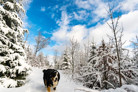 Wonderful winter hike from Restaurant Eggli over the Forstseeli and Diepoldsauer sponge to the Fähnerenspitz in the Appenzeller Land in Switzerland