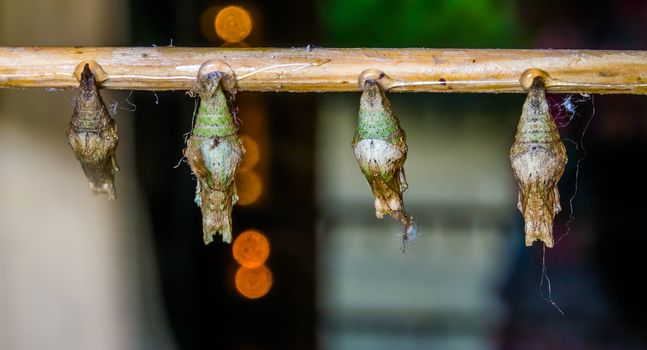 macro closeup of butterfly cocoons, exotic insect species, entomoculture background