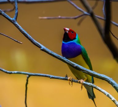 closeup of a gouldian finch sitting in a tree, colorful tropical bird specie from Australia