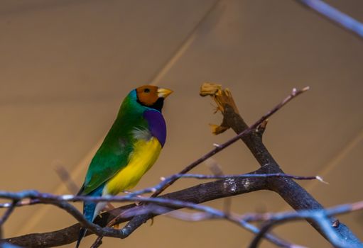 gouldian finch in closeup, colorful tropical bird specie from Australia