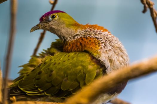 closeup of a superb fruit dove in a tree, beautiful and colorful bird specie, popular pet in aviculture