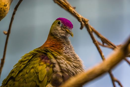 purple crowned fruit dove in closeup, colorful tropical bird specie, popular pet in aviculture