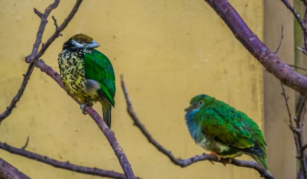 male and female white eared catbird sitting in a tree, colorful tropical bird specie from ne guinea