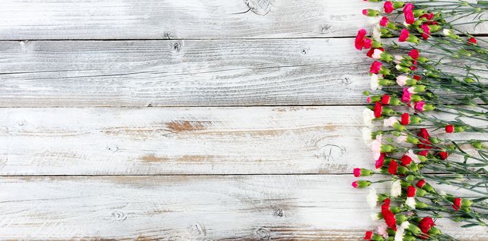 Colorful carnations forming right border on white weathered wooden boards 