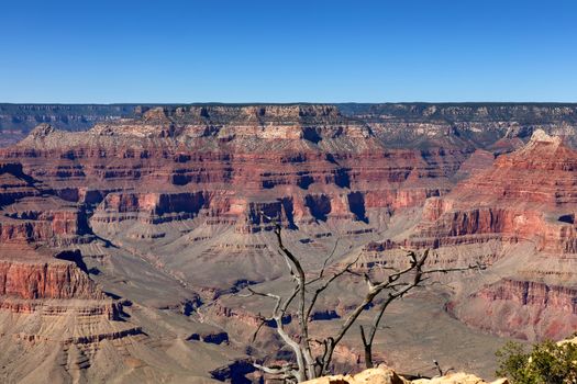 Grand Canyon with dead tree in forefront  