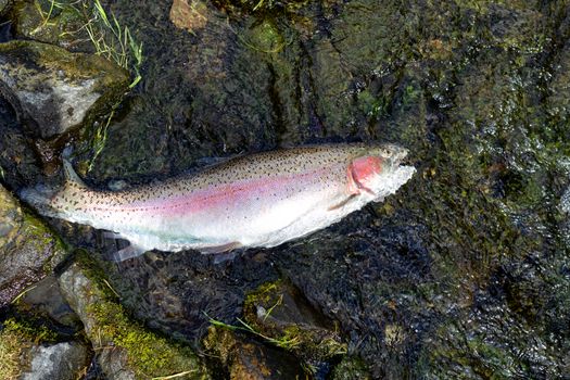 Rainbow trout landed in shallow part of river bed with sunshine reflection 