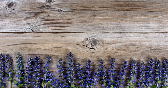 Wild purple spring flowers forming bottom border on rustic wood. Flat lay view with copy space available. 