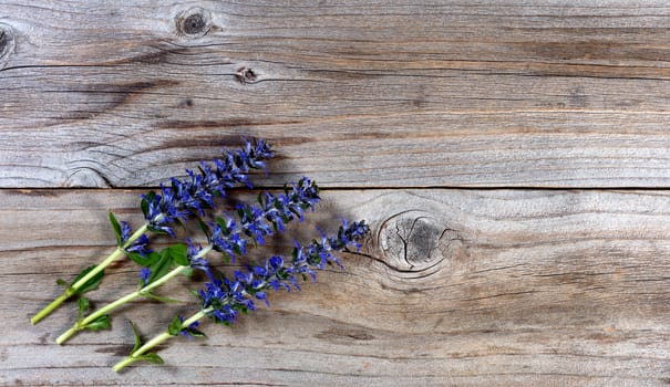 Freshly cut wild purple spring flowers on rustic wood. Flat lay view with copy space available. 