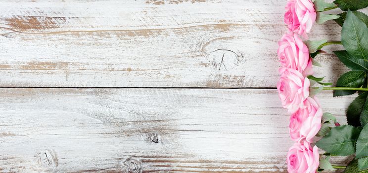 Pink roses forming right border on white aged wooden boards