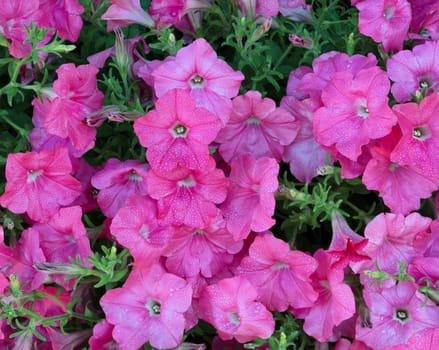 Morning Dew on Pink flowers in filled frame format 