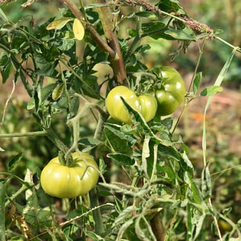 Fresh tomato plant in organic farm