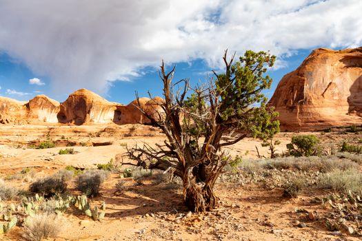 Arizona desert with textured trees, cactus, and rocks  