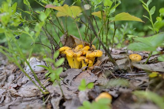 A family of yellow mushrooms in a forest bed of leaves under green grass.