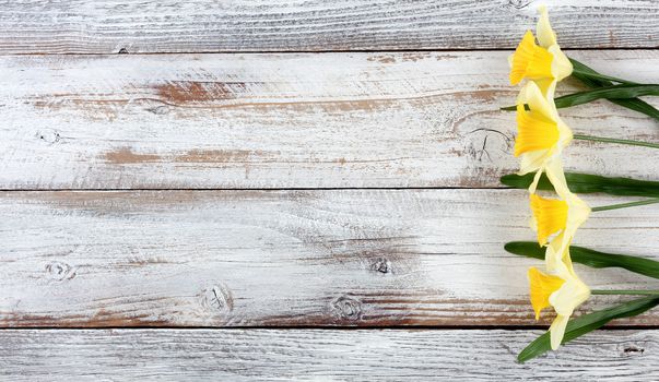 Yellow springtime daffodils on white weathered wooden boards 