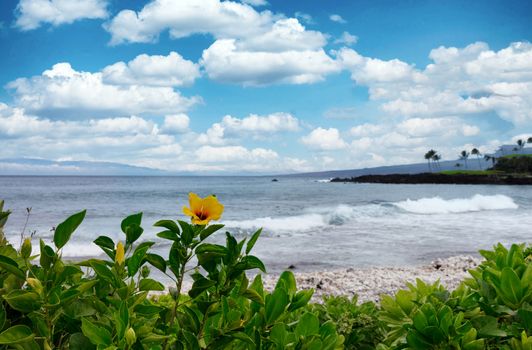 Wild flowers growing by the ocean and beach