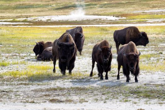 Front view of angry North American Buffalo staring directly forward while grazing in prairie near a hot spring 