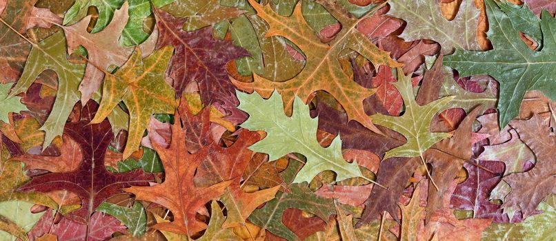 Autumn rustic colorful oak leaves background in filled frame layout 