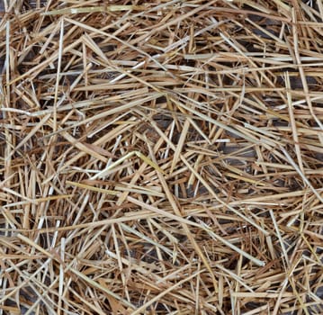 Dried straw on rustic wooden boards for Autumn holidays