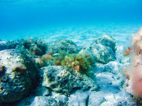 Colorful underwater vegetation in the Mediterranean sea, Malta