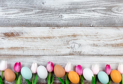 colorful tulips and real eggs forming lower border on rustic white wood for Easter Background 