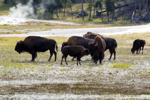 Horizontal image of young North American Buffalo showing affection towards her mother buffalo with herd and hot springs in background within Yellowstone Park 