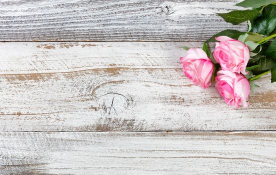 Mothers Day celebrated with pink roses on rustic white wood