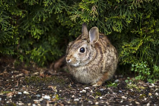 Horizontal photo of wild rabbit, with focus on eye, in flower bed during spring season