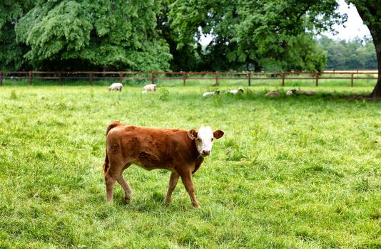 Cow eating grass while looking forward 