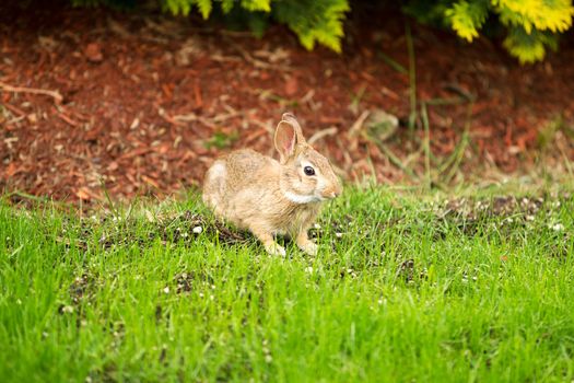 Horizontal photo of young wild rabbit eating fresh grass with flowerbed in background 