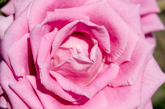 flower bright pink rose closeup macro
