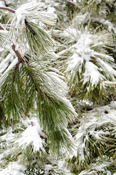 green pine tree branches in white snow and ice